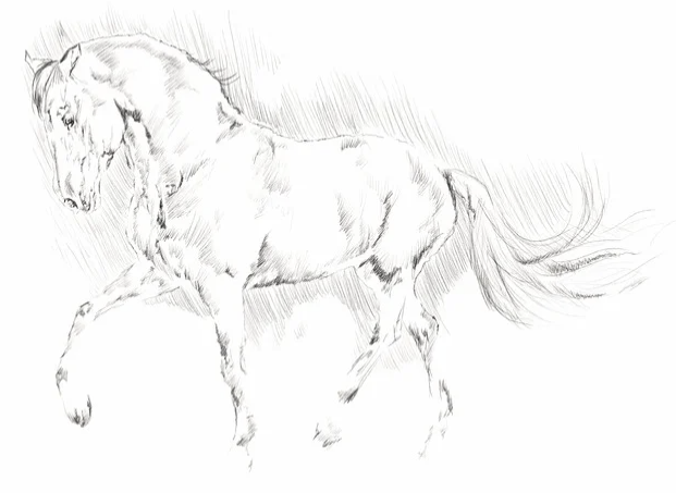 Mon Cheval et Moi